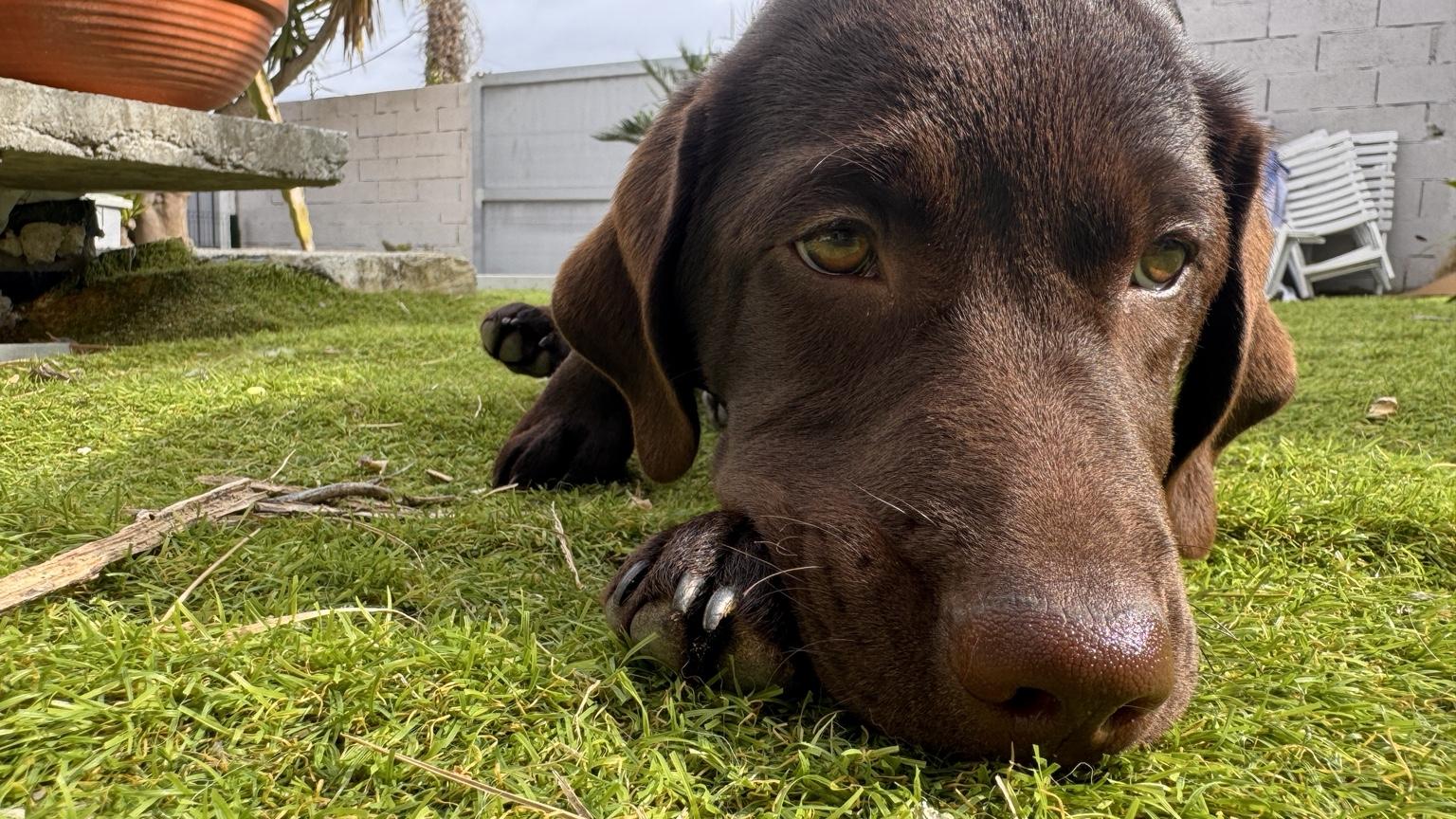 Congo no jardim
