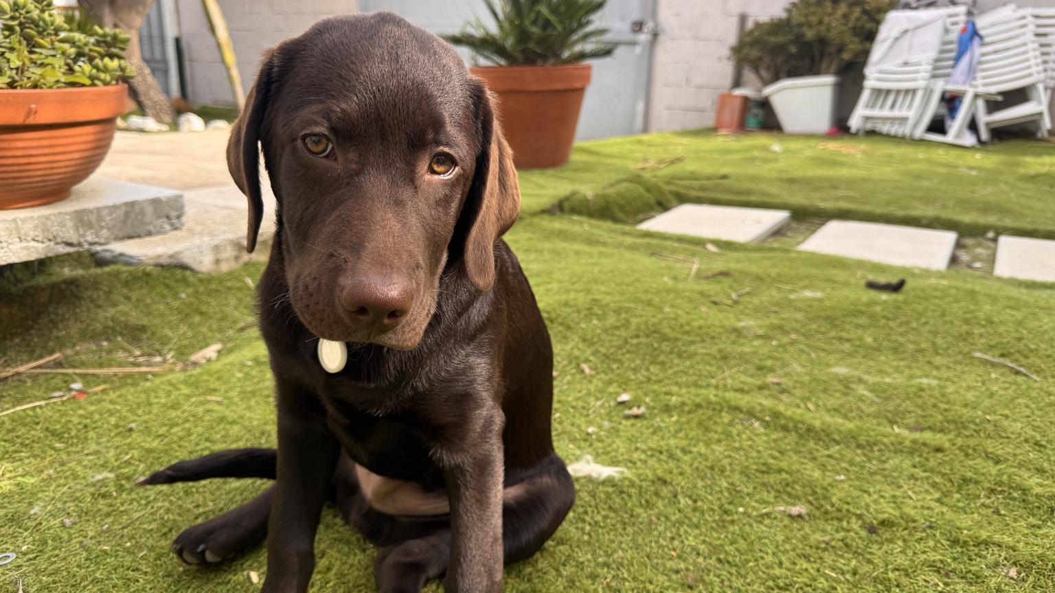 Congo no jardim