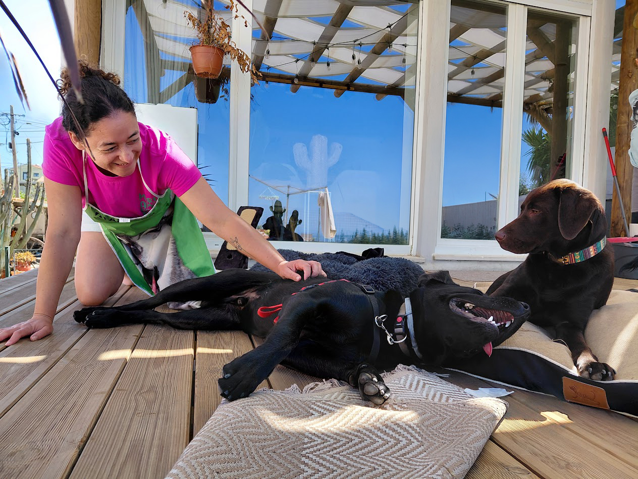 A Julieta a brincar com vários cães de perto no quintal durante a estadia familiar