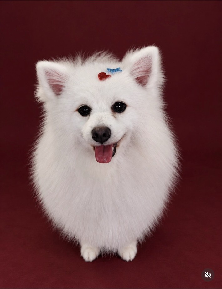 Cão branco após grooming